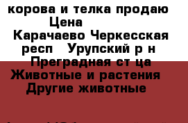 корова и телка продаю › Цена ­ 70 000 - Карачаево-Черкесская респ., Урупский р-н, Преградная ст-ца Животные и растения » Другие животные   